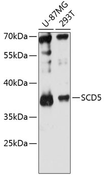 SCD5 Antibody in Western Blot (WB)