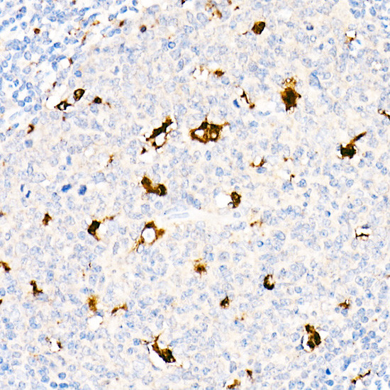 CD68 Antibody in Immunohistochemistry (Paraffin) (IHC (P))