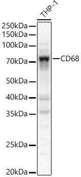 CD68 Antibody in Western Blot (WB)