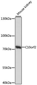 PEO1 Antibody in Western Blot (WB)