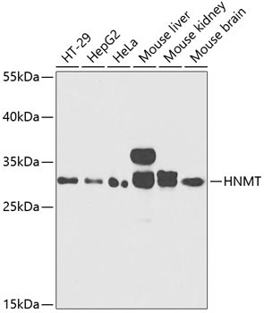 HNMT Antibody in Western Blot (WB)