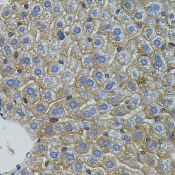 MFN2 Antibody in Immunohistochemistry (Paraffin) (IHC (P))