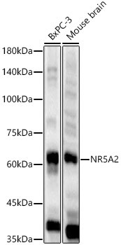 NR5A2 Antibody in Western Blot (WB)