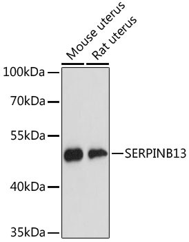 SERPINB13 Antibody in Western Blot (WB)