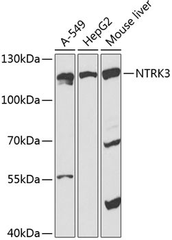 TrkC Antibody in Western Blot (WB)