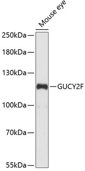 PGCF Antibody in Western Blot (WB)