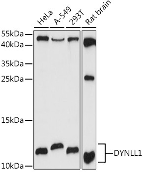 DYNLL1 Antibody in Western Blot (WB)