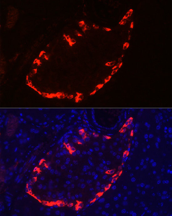 Glucagon Antibody in Immunocytochemistry (ICC/IF)