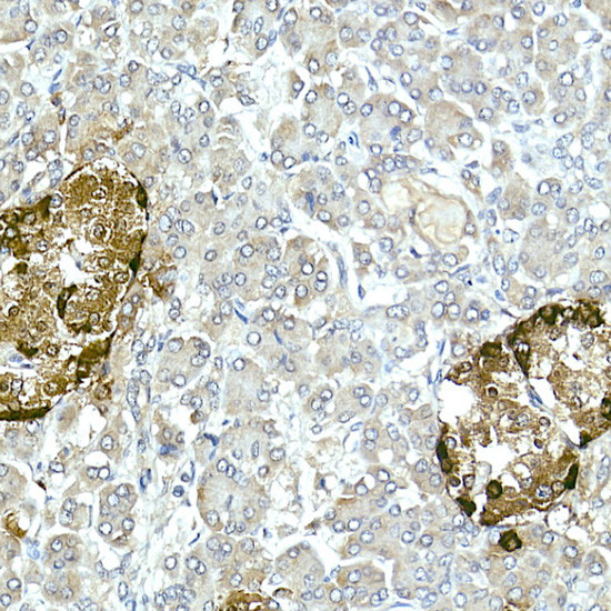 Glucagon Antibody in Immunohistochemistry (Paraffin) (IHC (P))