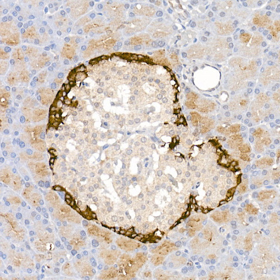 Glucagon Antibody in Immunohistochemistry (Paraffin) (IHC (P))