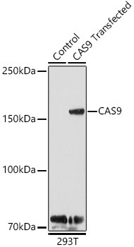 Cas9 Antibody in Western Blot (WB)