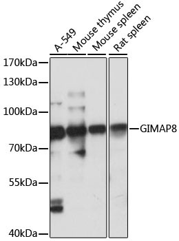 GIMAP8 Antibody in Western Blot (WB)