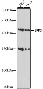 EPRS Antibody in Western Blot (WB)