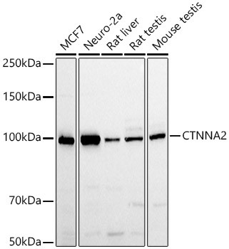 Catenin alpha-1 Antibody in Western Blot (WB)