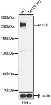 MYOF Antibody in Western Blot (WB)