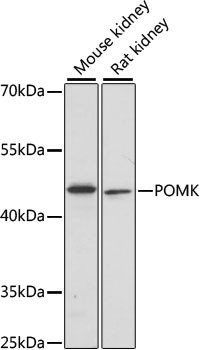 POMK Antibody in Western Blot (WB)