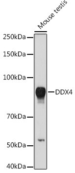 DDX4 Antibody in Western Blot (WB)