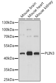 TIP47 Antibody in Western Blot (WB)