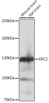 Erc2 Antibody in Western Blot (WB)