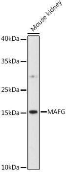MAFG Antibody in Western Blot (WB)