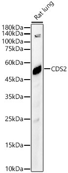 CDS2 Antibody in Western Blot (WB)