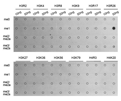 H3R26me1 Antibody in Dot Blot (DB)