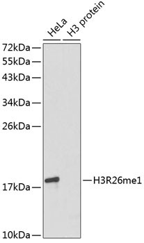 H3R26me1 Antibody in Western Blot (WB)