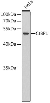 CtBP1 Antibody in Western Blot (WB)