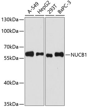 Nucleobindin 1 Antibody in Western Blot (WB)