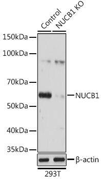 Nucleobindin 1 Antibody in Western Blot (WB)