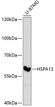 STCH Antibody in Western Blot (WB)