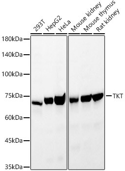 Transketolase Antibody in Western Blot (WB)