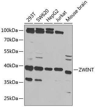 ZWINT Antibody in Western Blot (WB)