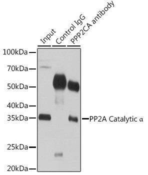 PP2A alpha Antibody in Immunoprecipitation (IP)