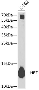 HBZ Antibody in Western Blot (WB)