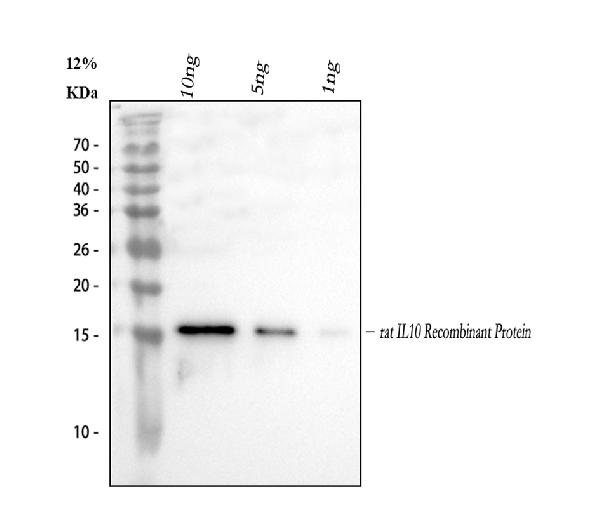 IL-10 Antibody in Western Blot (WB)