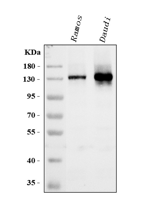 CD22 Antibody in Western Blot (WB)