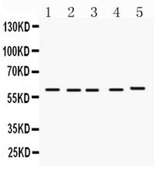 FMO1 Antibody in Western Blot (WB)