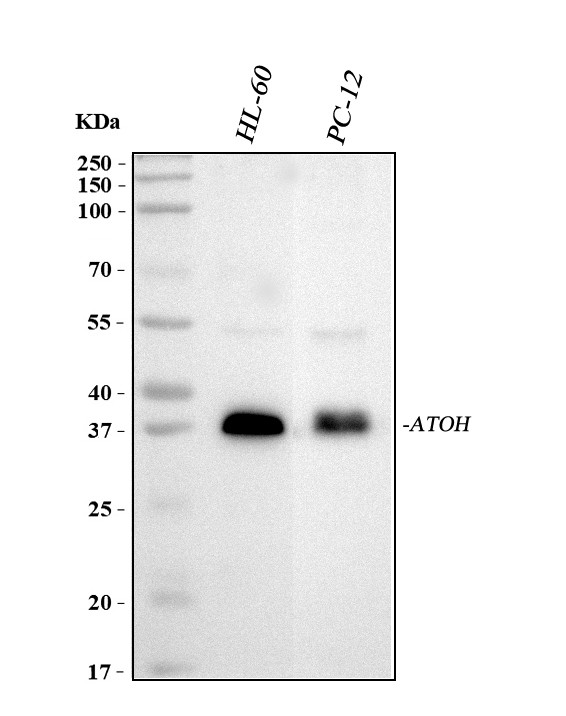 ATOH1 Antibody in Western Blot (WB)