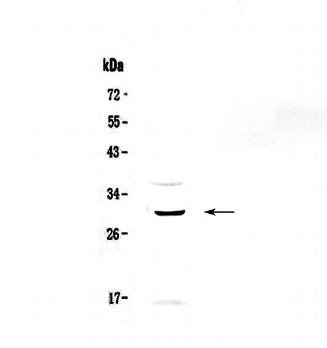 GPR40 Antibody in Western Blot (WB)