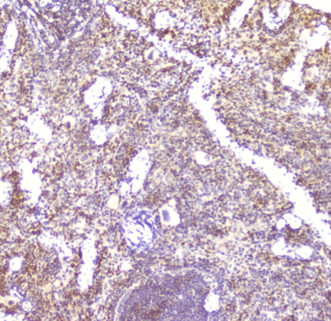 CCL6 Antibody in Immunohistochemistry (Paraffin) (IHC (P))