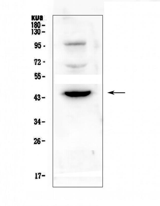 CD72 Antibody in Western Blot (WB)