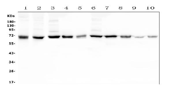 HAS1 Antibody in Western Blot (WB)