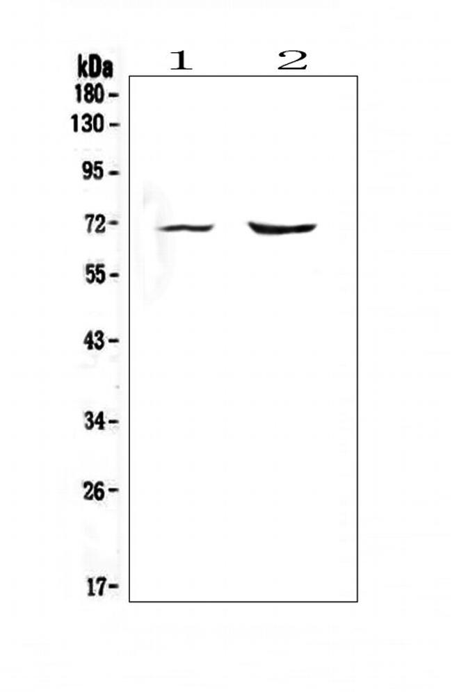 PMEL Antibody in Western Blot (WB)