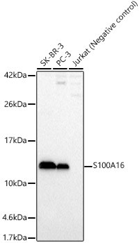 S100A16 Antibody in Western Blot (WB)