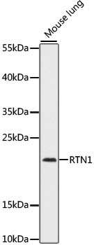 RTN1 Antibody in Western Blot (WB)