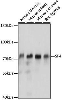 SP4 Antibody in Western Blot (WB)