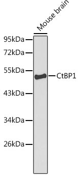 CtBP1 Antibody in Western Blot (WB)