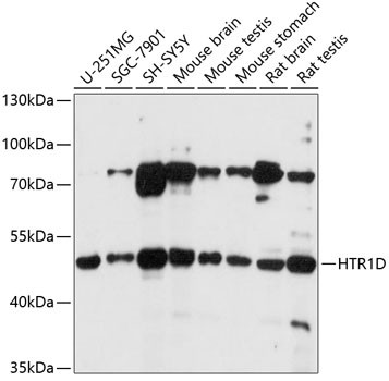 HTR1D Antibody in Western Blot (WB)