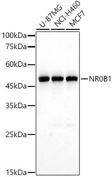 NR0B1 Antibody in Western Blot (WB)